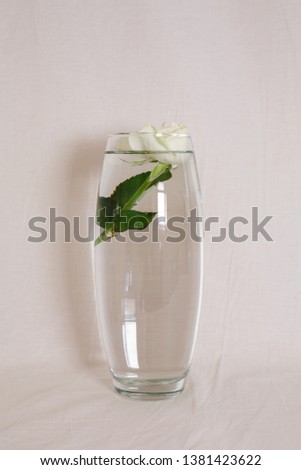 minimalistic photo. white rose immersed in a transparent vase of water
