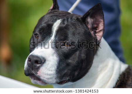 Portrait of a black and white amstaff with cropped ears