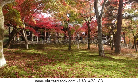 Shoot at Tofukuji Temple in Kyoto.
Autumn is the most beautyful season in Tofukuji Temple.
Tofukuji Temple' autumn leaves are most famous.