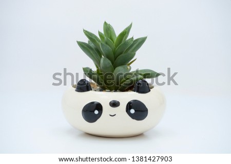 Haworthia retusa planted in a low dish of cute panda face design pot. Soil covered with pebbles. Full view of succulent plant and isolated on white background.