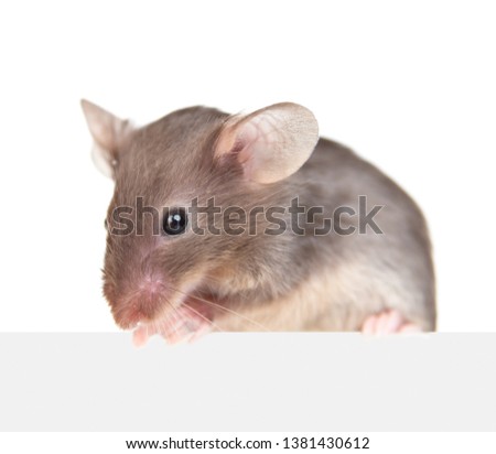 Gray mouse above empty white banner. Isolated on white background