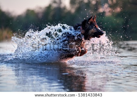 Dog trained for rescue life in deep water, running fast in deep splashing water in colorful evening light. Bohemian shepherd, purebred. Low angle photo, side view. Dog breed native to Czech republic.