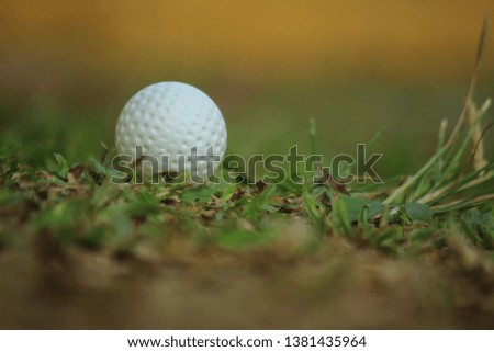 Green grass with golf ball close up in soft focus. 