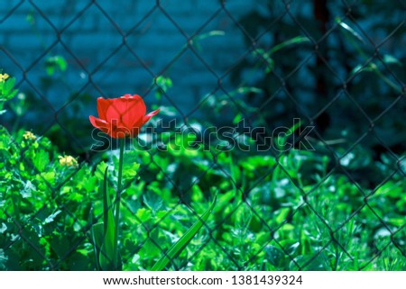 Red flower of tulip behind bars. 