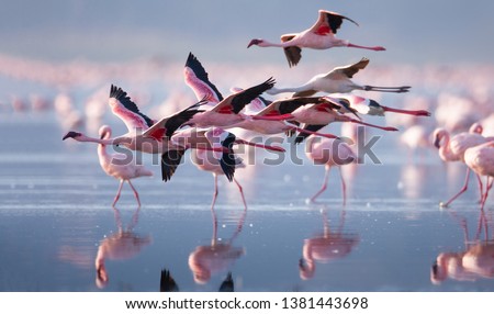 Flying flamingo in lake nakuru, Kenya Royalty-Free Stock Photo #1381443698