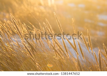 Dry grass at sunset on the coast of Baltic sea in February. Riga, Latvia