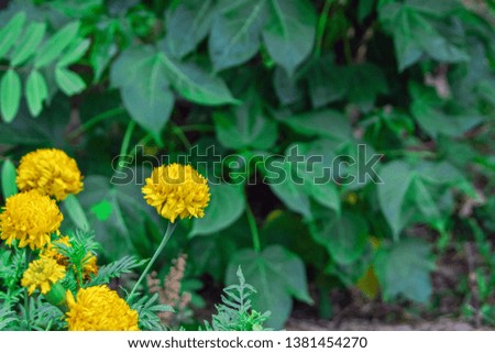 Natural background of yellow marigold flowers in selective focused mode with other green plants in the summer garden 