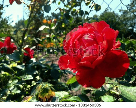 Red wild rose; bright, vivid picture