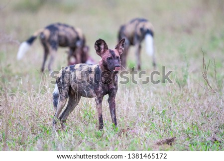 
African wild dogs begin to eat without killing their prey