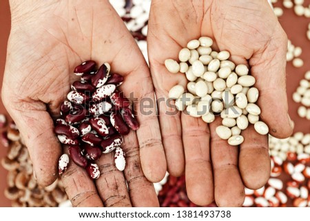Beans, peas in male hand palm.