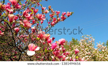 Spring beautiful blooming flower background