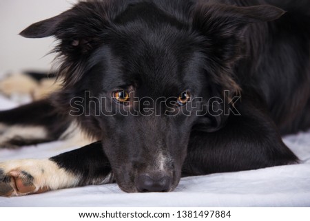 Sad and thoughtful purebred border collie dog lying on the bed. Cute friendly pet looking with smart eyes, indoors closeup portrait. Bored puppy waiting for owner.