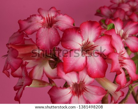 Adenium  : Azalea flowers are a colorful species of flowers. It is easy to grow. Resistant to extreme drought The Desert Rose.(Pink background) 
