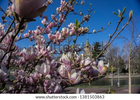 Beautiful magnolia with a view in a park Royalty-Free Stock Photo #1381503863