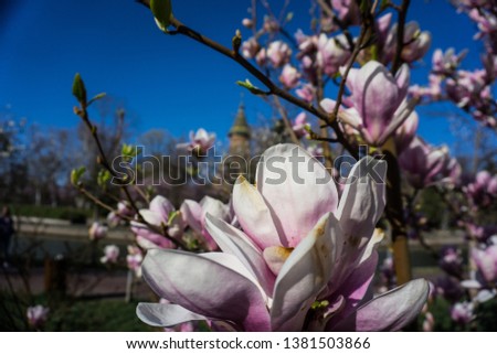 Beautiful magnolia with a view in a park Royalty-Free Stock Photo #1381503866