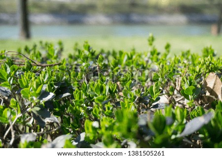 Green grass with a background Royalty-Free Stock Photo #1381505261