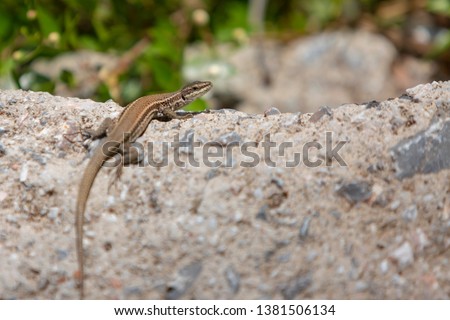 Close-up of a lizard standing on the stone and blurry nature background with sunset light.