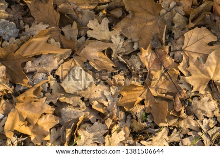 Autumn leafs on the ground Royalty-Free Stock Photo #1381506644
