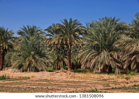 An oasis in the Sahara desert, Africa