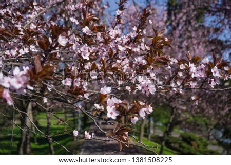Spring has come in Timisoara's parks. Royalty-Free Stock Photo #1381508225