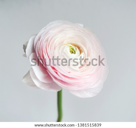 Decorative floral composition.Bouquet on simple abstract background. Concept with space for text 