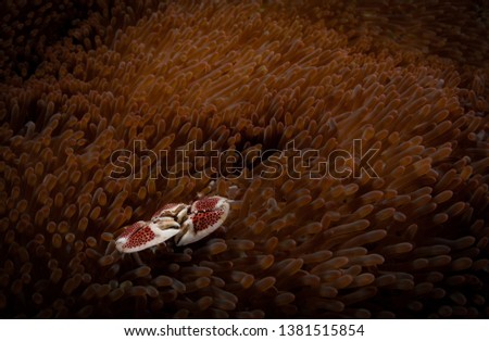 Porcelain crab (Lissoporcellana sp) hides in an anenome, Lembeh Straits, North Sulawesi, Indonesia Royalty-Free Stock Photo #1381515854