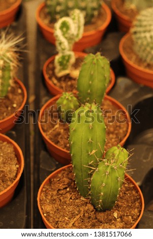 Tiny cute green cactus in market