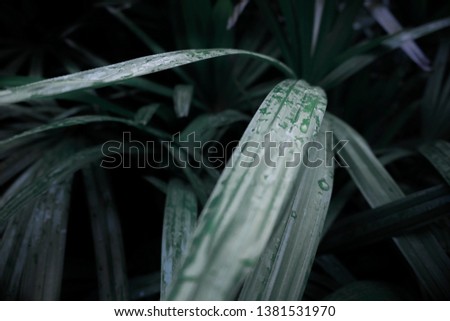 Tropical rain on palm leaf.