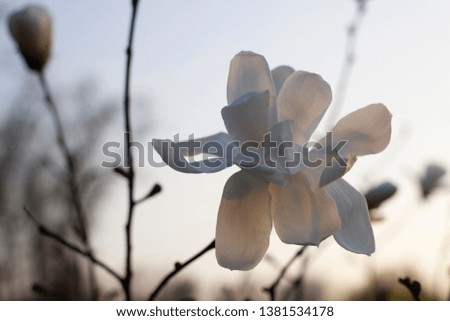 White magnolia in spring at sunset