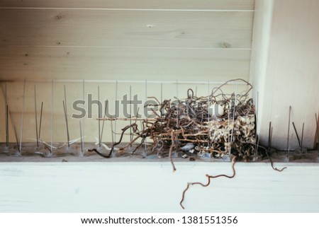 Closeup picture of pigeon egg in a bird nest