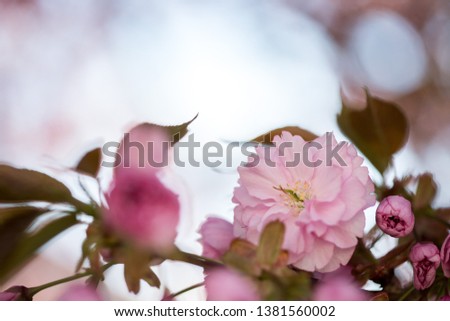 Close up picture of pink blooming cherry blossoms 