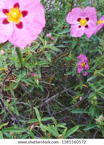 Exotic Pink flowers and green field leaves. - Image 