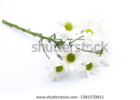 Bouquet of chrysanthemums on a white background
