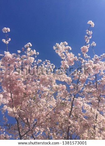 Beatiful cherry blossom in springtime against blue sky