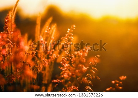 Selective focus Grass flowers of meadow during the sunrise. Shadow of plants with light in warm tone. beautiful Evening time on the hill. Soft picture in nature background.
