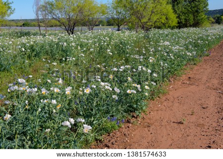 White Poppies Along County Dirt Road