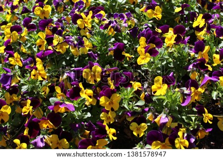 colorful pansies in the garden