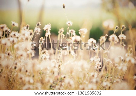 Blurred background that is a beautiful golden yellow grass field when reaching the evening light. 