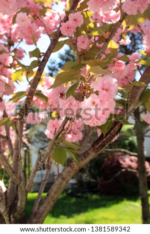 Kwanzaa cherry blossom tree. Close up of the pink blossom on the tree with small green leafs. Bright blue vivid background.  All in vertical format photograph. 