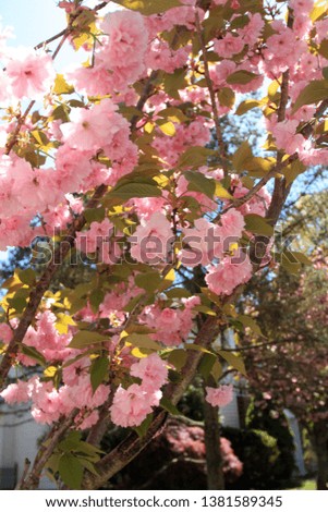 Kwanzaa cherry blossom tree. Close up of the pink blossom on the tree with small green leafs. Bright blue vivid background.  All in vertical format photograph. 