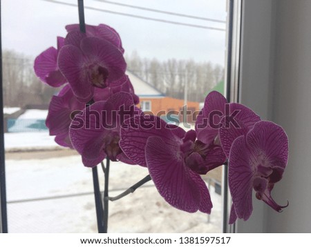 burgundy orchids on the window sill