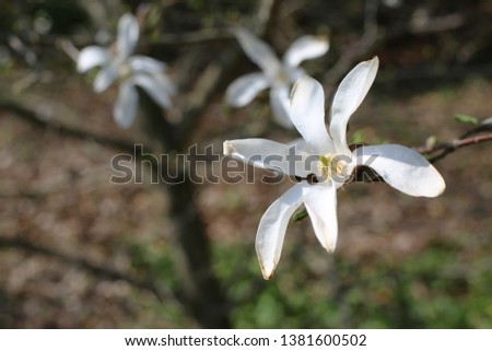 Magnolia flower in spring garden. Closeup