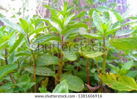 A picture of mint plant