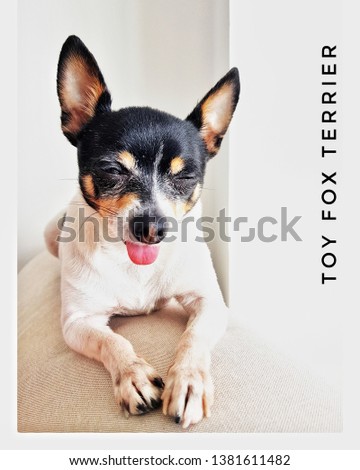 American toy fox terrier at sofa. Showing a tongue. Resting and keeping his eyes shut. He is trusting the future. 