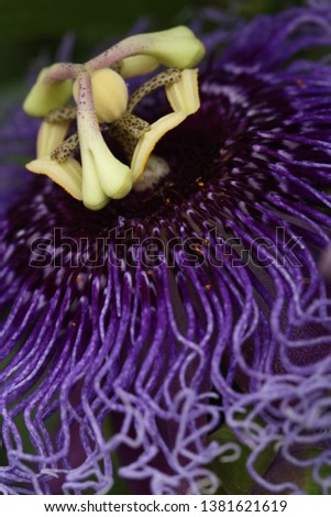 In the picture you can see a passion flower. I have found it on the Mainau island