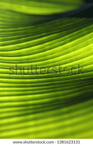 Banana palm tree leaf closeup. Natural texture background. Green color. Soft focus. Sun light effect. 