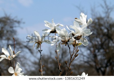 White flowers of Magnolia kobus or Kobushi magnolia in garden