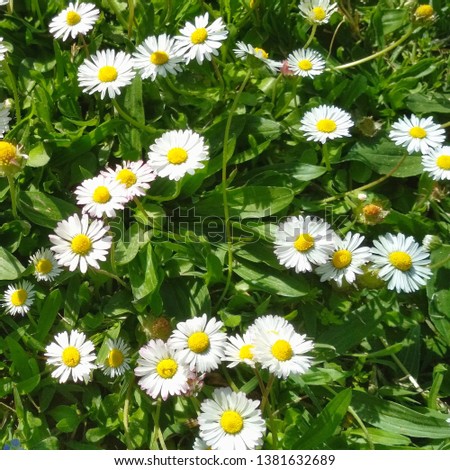 Wild daisy flowers with green leaves and grass. - Image 