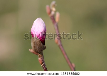 Magnolia (cultivar Ricki) pink bud in early spring