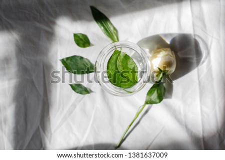 still life. white rose, glasses of water, green leaves on a light surface